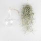 full image Beautiful Air Plants Hanging Terrarium Set " Spanish Moss " Joinflower Joinfolia