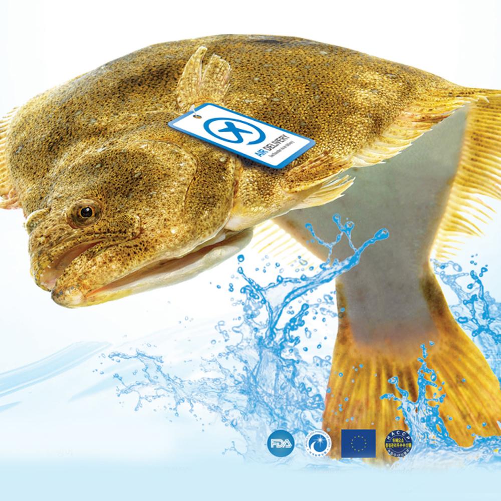 Live Flounders from Jeju, Korea