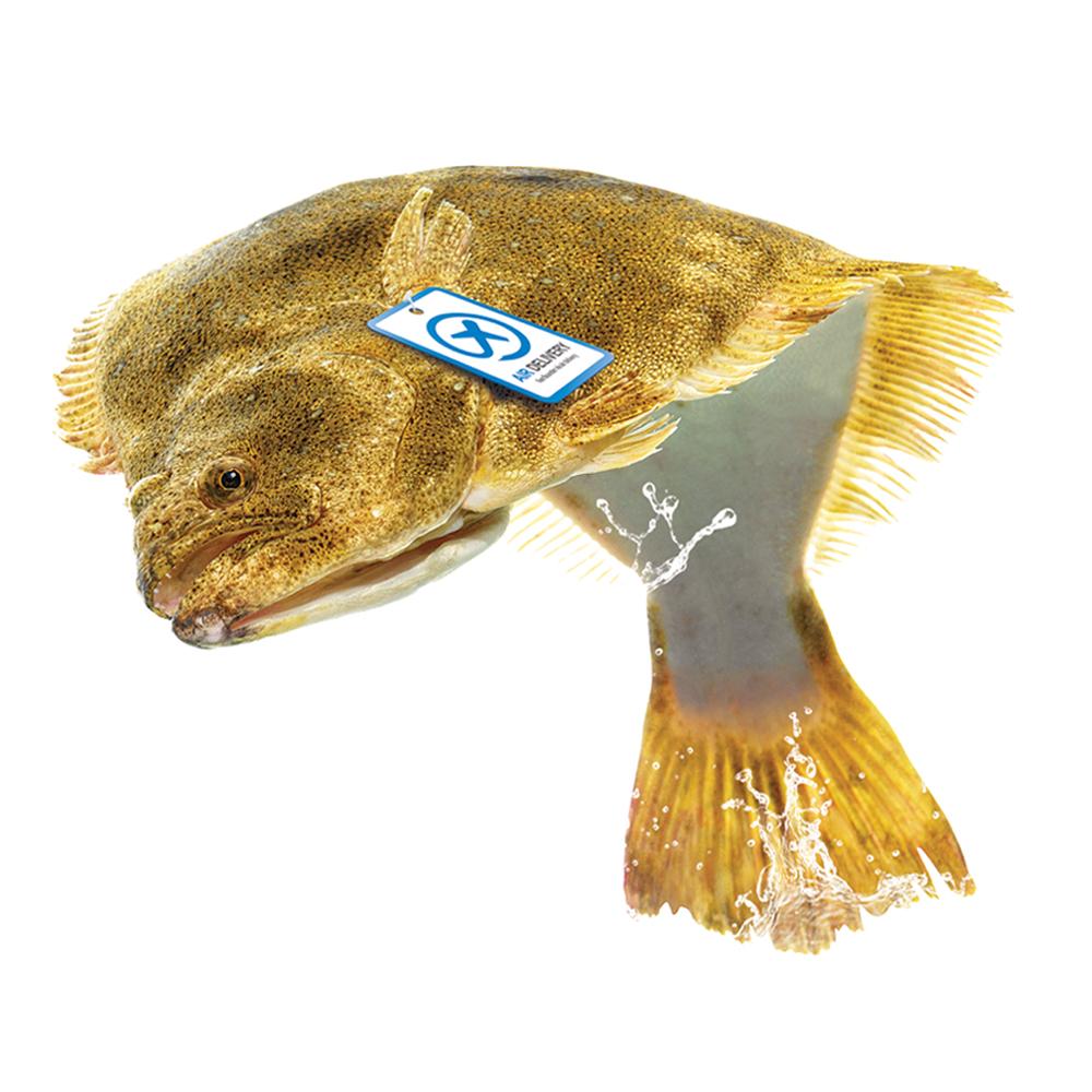 Live Flounders from Jeju, Korea