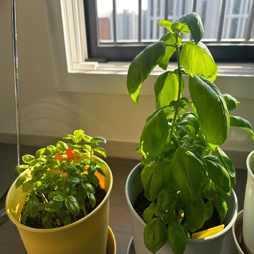 Plant Growth Regulator(Booster)