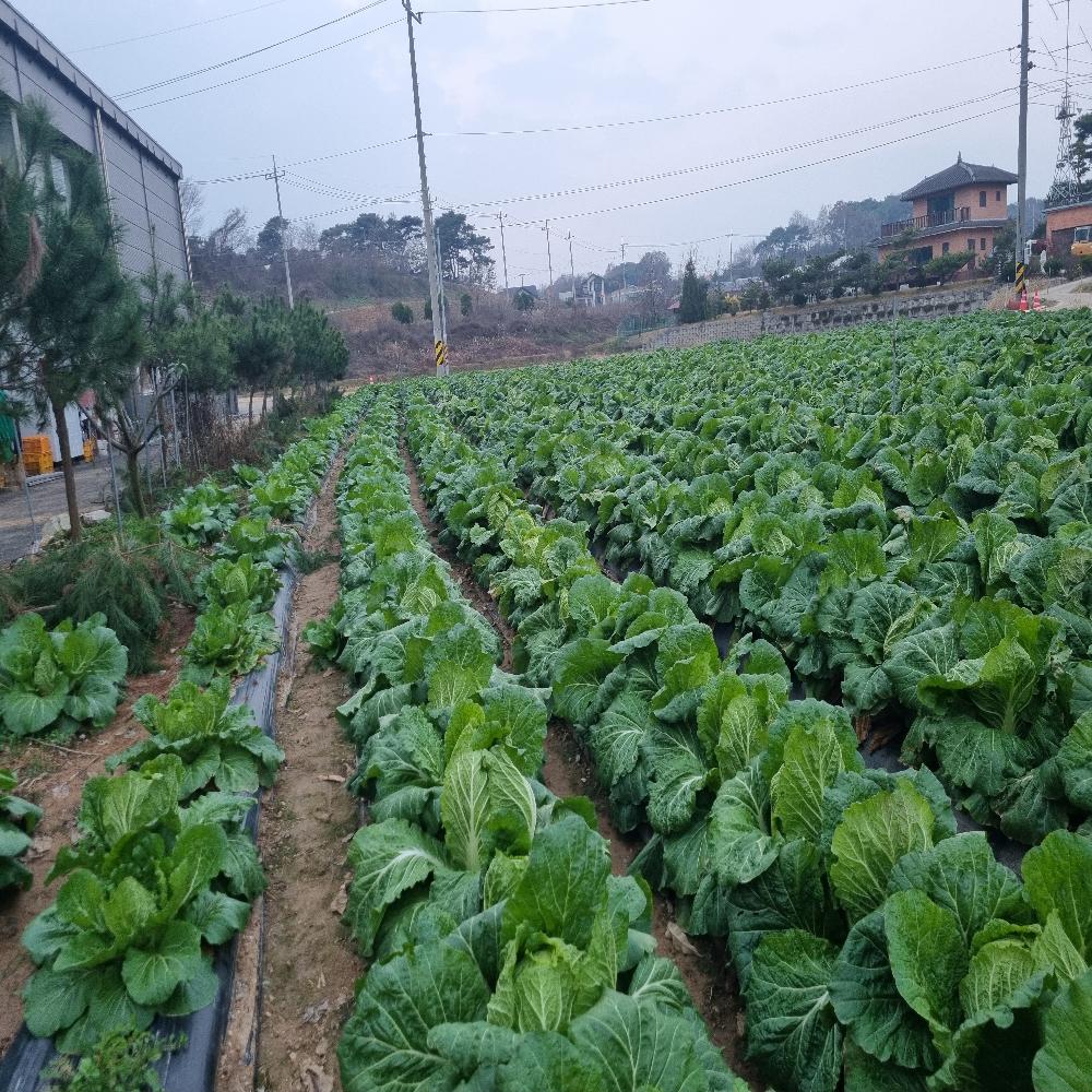 Plant Growth Regulator(Booster)